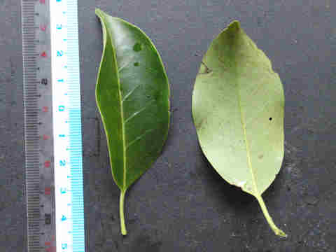 f:id:chuumeikun:20161220134021j:plain f:id:chuumeikun:20161220134021j:plain