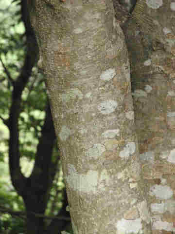 f:id:chuumeikun:20161220134039j:plain f:id:chuumeikun:20161220134039j:plain