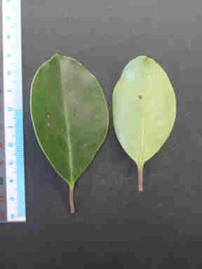 f:id:chuumeikun:20161220134151j:plain f:id:chuumeikun:20161220134151j:plain