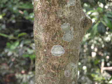 f:id:chuumeikun:20161220134204j:plain f:id:chuumeikun:20161220134204j:plain