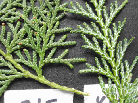 コノテガシワとヒノキのこと チューメイくんの田舎ぐらし