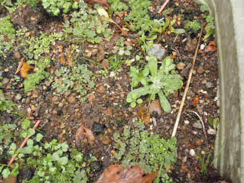 f:id:chuumeikun:20161227020251j:plain