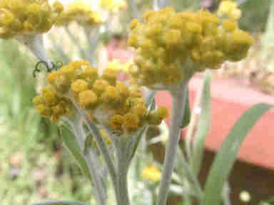 f:id:chuumeikun:20161227020333j:plain