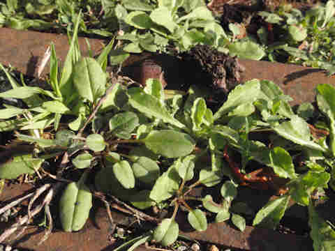 f:id:chuumeikun:20161227021022j:plain