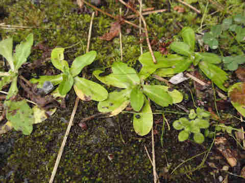 f:id:chuumeikun:20161227021037j:plain