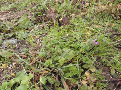 f:id:chuumeikun:20161229063408j:plain f:id:chuumeikun:20161229063408j:plain