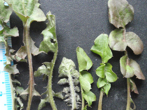 f:id:chuumeikun:20161229063425j:plain f:id:chuumeikun:20161229063425j:plain