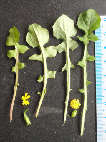 f:id:chuumeikun:20161229063439j:plain f:id:chuumeikun:20161229063439j:plain