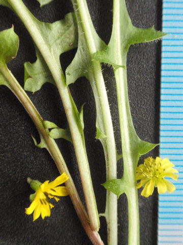 f:id:chuumeikun:20161229063451j:plain f:id:chuumeikun:20161229063451j:plain