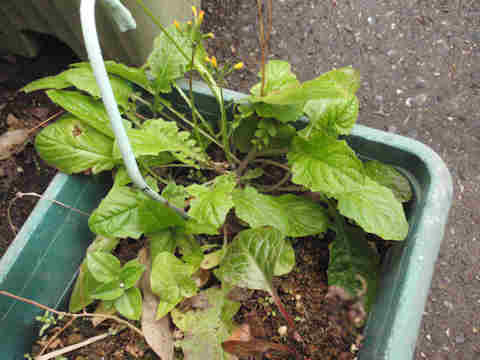 f:id:chuumeikun:20161229063507j:plain f:id:chuumeikun:20161229063507j:plain