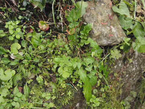 f:id:chuumeikun:20161229063523j:plain f:id:chuumeikun:20161229063523j:plain