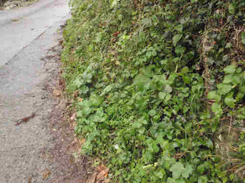 f:id:chuumeikun:20161229063536j:plain f:id:chuumeikun:20161229063536j:plain