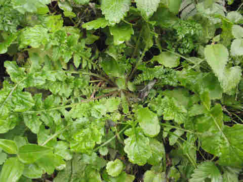 f:id:chuumeikun:20161229063547j:plain f:id:chuumeikun:20161229063547j:plain