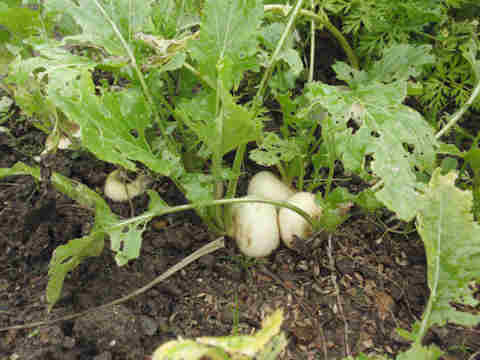 f:id:chuumeikun:20161230050136j:plain f:id:chuumeikun:20161230050136j:plain