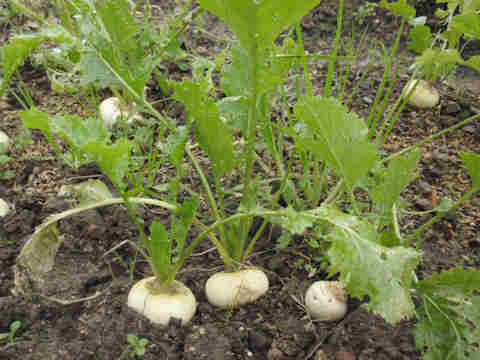 f:id:chuumeikun:20161230050153j:plain f:id:chuumeikun:20161230050153j:plain