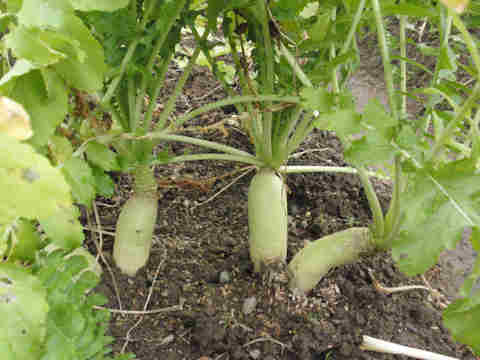 f:id:chuumeikun:20161230050208j:plain f:id:chuumeikun:20161230050208j:plain