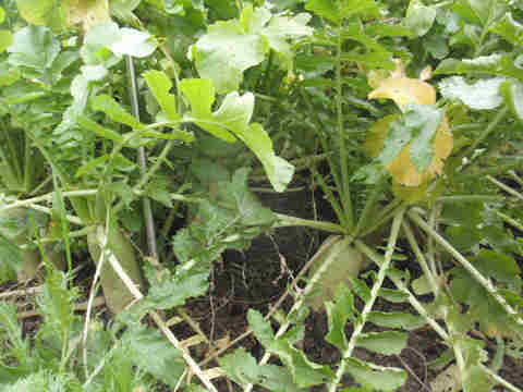 f:id:chuumeikun:20161230050227j:plain f:id:chuumeikun:20161230050227j:plain