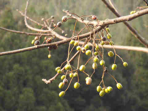 f:id:chuumeikun:20170104002017j:plain f:id:chuumeikun:20170104002017j:plain