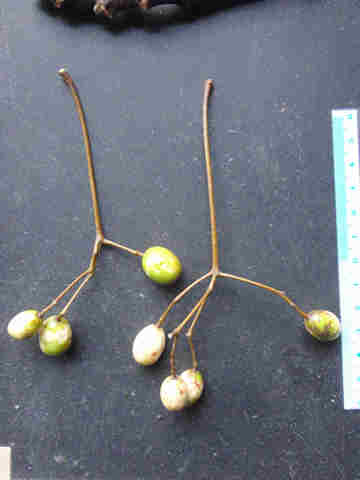 f:id:chuumeikun:20170104002029j:plain f:id:chuumeikun:20170104002029j:plain