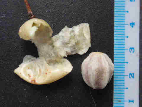 f:id:chuumeikun:20170104002045j:plain f:id:chuumeikun:20170104002045j:plain