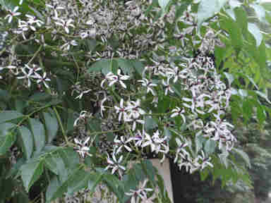 f:id:chuumeikun:20170104002141j:plain f:id:chuumeikun:20170104002141j:plain