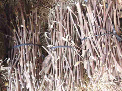 f:id:chuumeikun:20170107115958j:plain f:id:chuumeikun:20170107115958j:plain