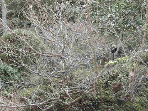 f:id:chuumeikun:20170107120033j:plain f:id:chuumeikun:20170107120033j:plain