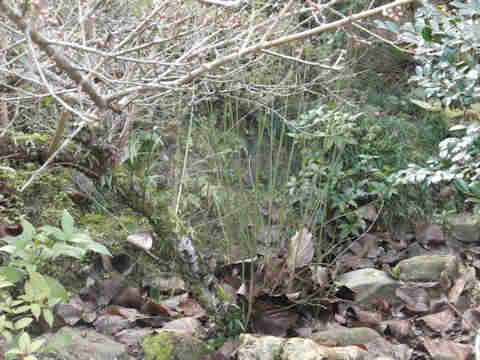 f:id:chuumeikun:20170107120046j:plain f:id:chuumeikun:20170107120046j:plain