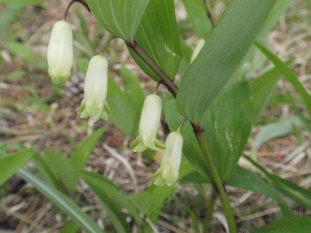 f:id:chuumeikun:20170108135402j:plain