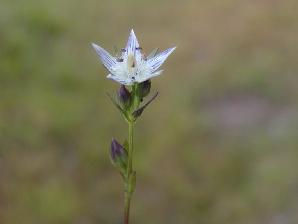 f:id:chuumeikun:20170108135529j:plain