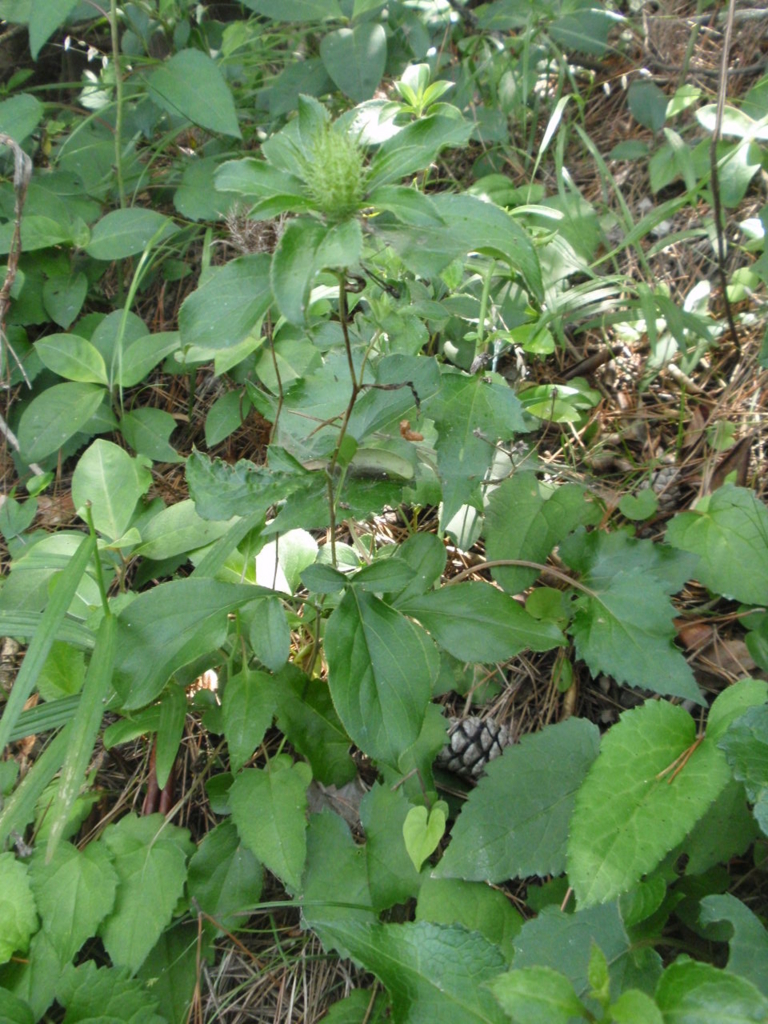 f:id:chuumeikun:20170108135641j:plain