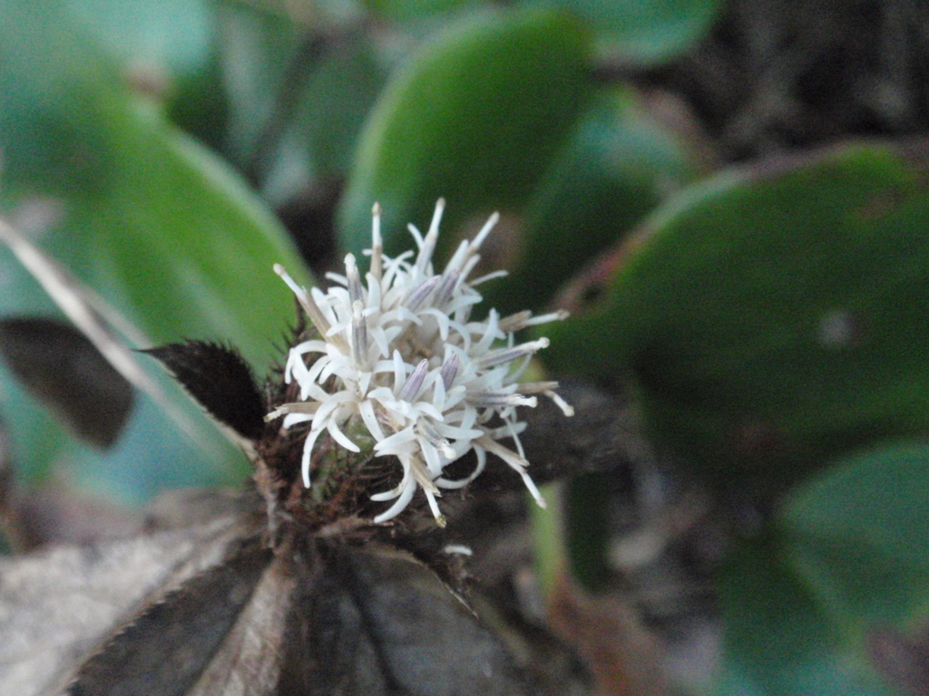 f:id:chuumeikun:20170108135702j:plain