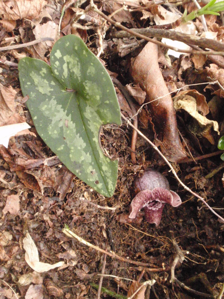 f:id:chuumeikun:20170108140134j:plain