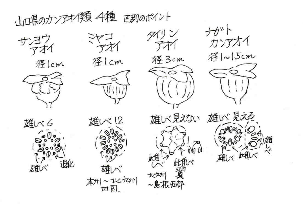 f:id:chuumeikun:20170108140258j:plain