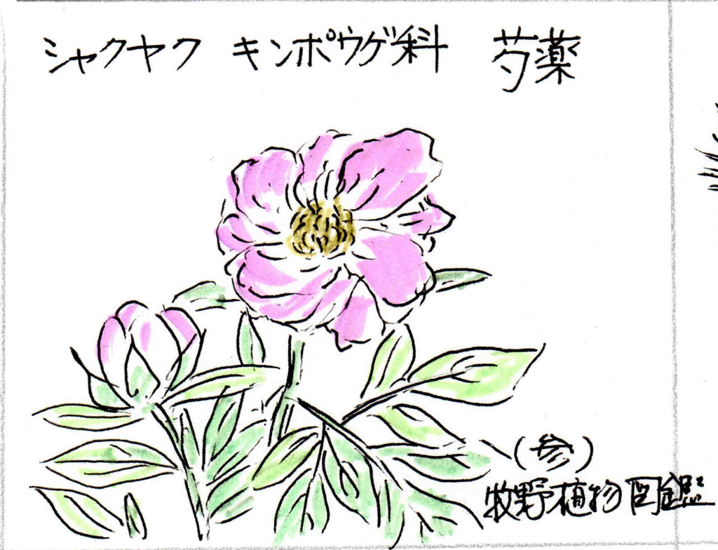 f:id:chuumeikun:20170108140616j:plain