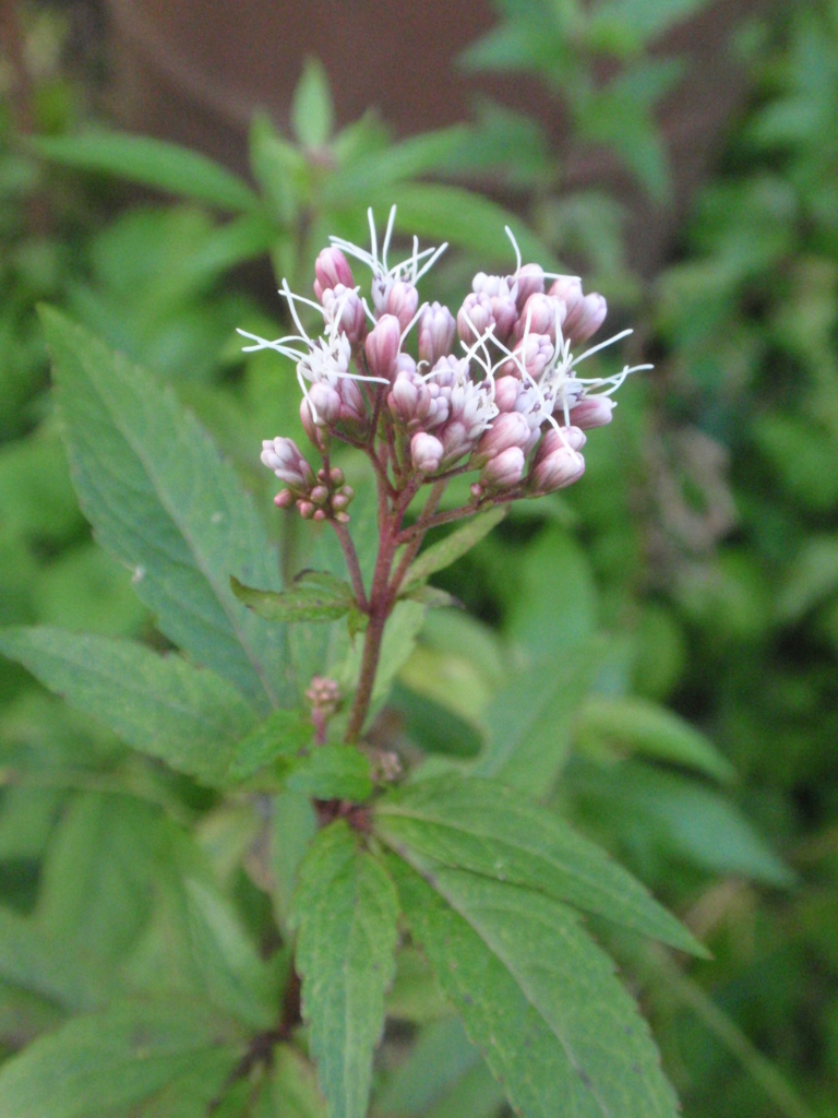 f:id:chuumeikun:20170108140727j:plain