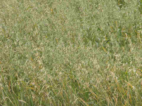 f:id:chuumeikun:20170113040054j:plain f:id:chuumeikun:20170113040054j:plain