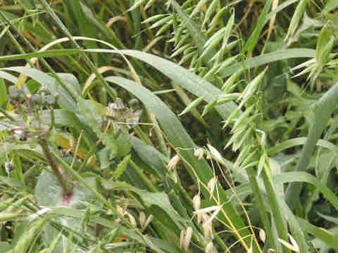 f:id:chuumeikun:20170113040105j:plain f:id:chuumeikun:20170113040105j:plain