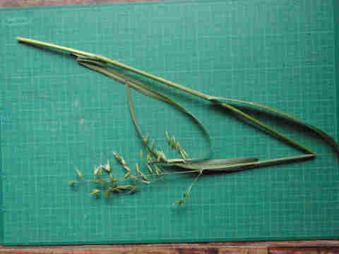 f:id:chuumeikun:20170113040115j:plain f:id:chuumeikun:20170113040115j:plain