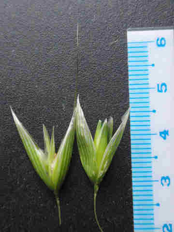 f:id:chuumeikun:20170113040127j:plain f:id:chuumeikun:20170113040127j:plain