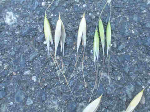 f:id:chuumeikun:20170113040228j:plain f:id:chuumeikun:20170113040228j:plain