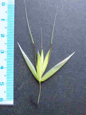 f:id:chuumeikun:20170113040242j:plain f:id:chuumeikun:20170113040242j:plain