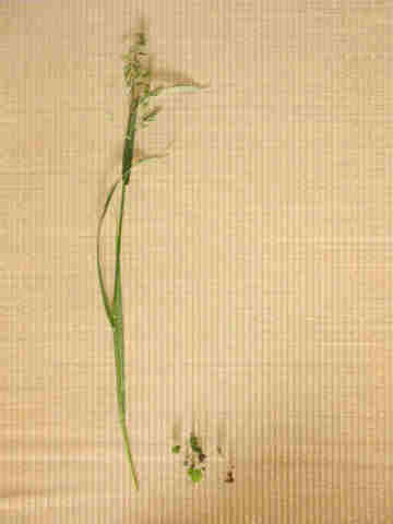 f:id:chuumeikun:20170113040944j:plain f:id:chuumeikun:20170113040944j:plain