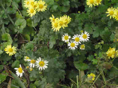 f:id:chuumeikun:20170117203251j:plain