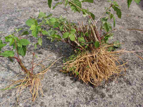 f:id:chuumeikun:20170117203427j:plain