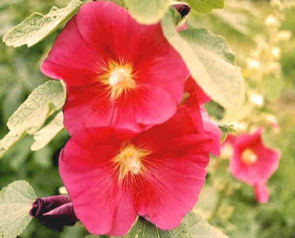 f:id:chuumeikun:20170117203858j:plain