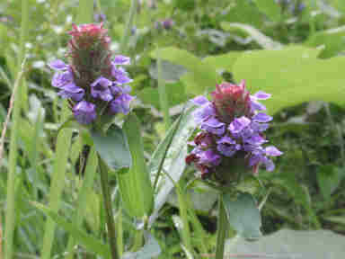 f:id:chuumeikun:20170117204215j:plain