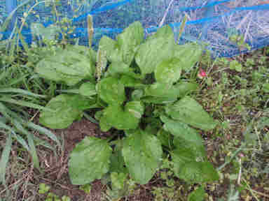 f:id:chuumeikun:20170117204535j:plain