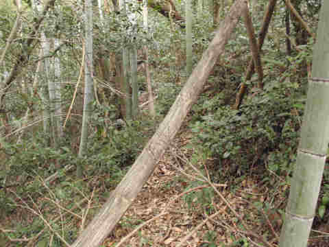 f:id:chuumeikun:20170127130919j:plain