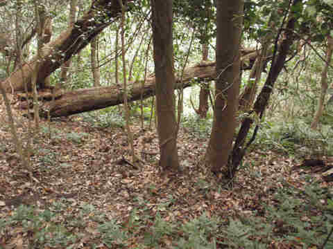 f:id:chuumeikun:20170127130951j:plain